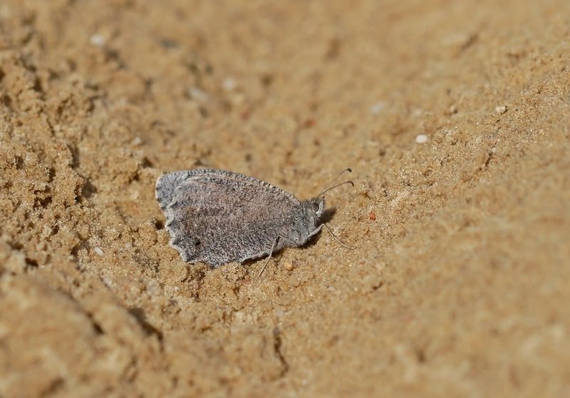 Kleine Heivlinder / Tree Grayling