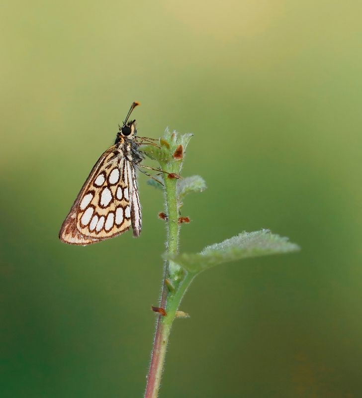 Spiegeldikkopje / Large Chequered Skipper