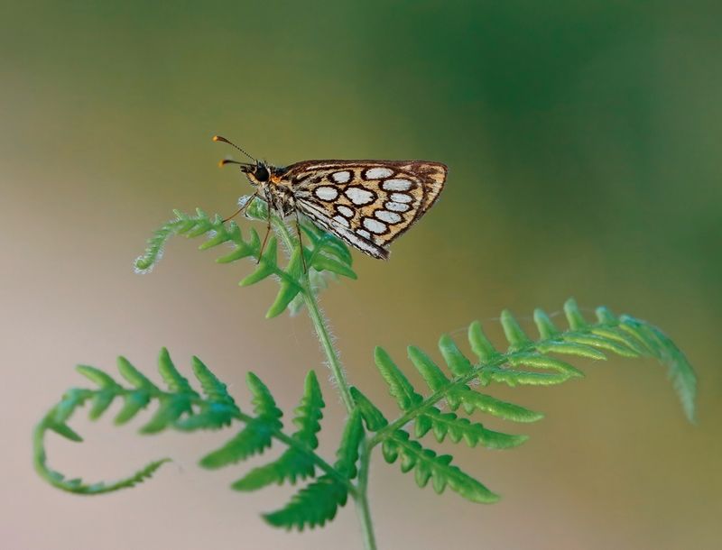 Spiegeldikkopje / Large Chequered Skipper