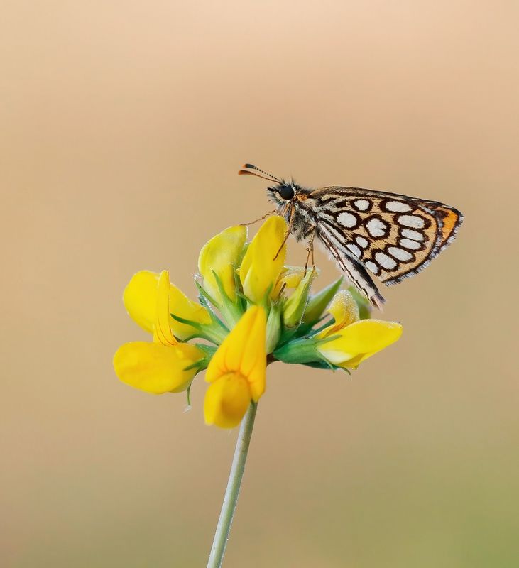 Spiegeldikkopje / Large Chequered Skipper