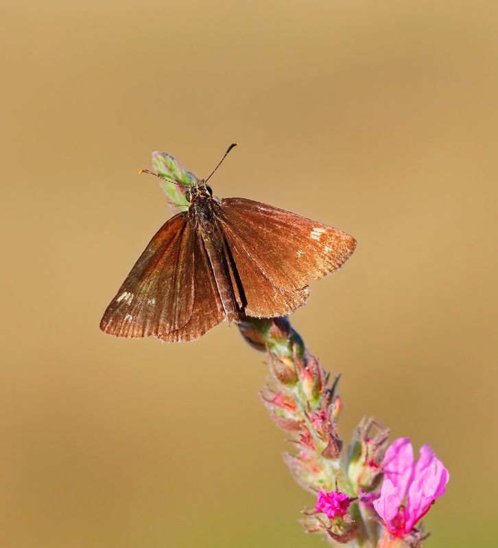 Spiegeldikkopje / Large Chequered Skipper