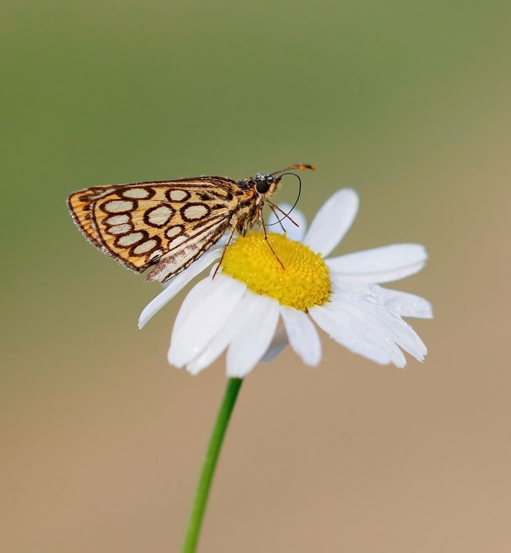 Spiegeldikkopje / Large Chequered Skipper