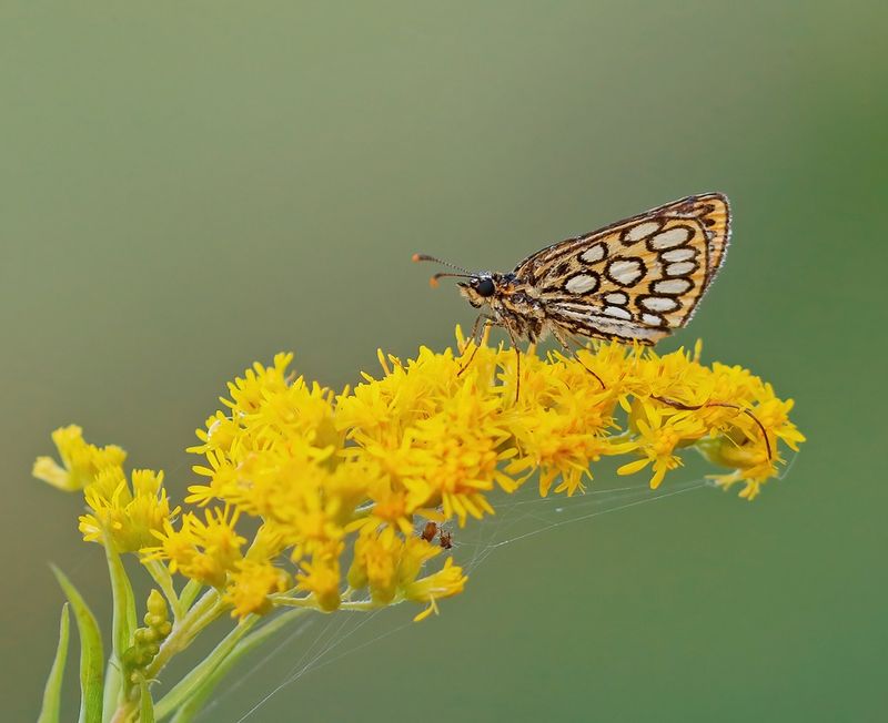 Spiegeldikkopje / Large Chequered Skipper