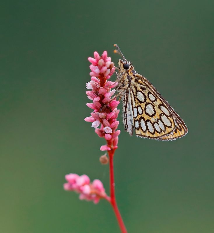 Spiegeldikkopje / Large Chequered Skipper