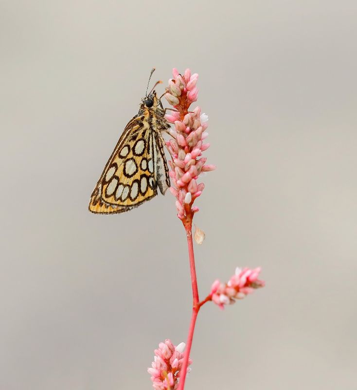 Spiegeldikkopje / Large Chequered Skipper