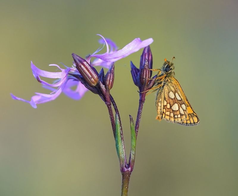 Bont Dikkopje / Chequered Skipper