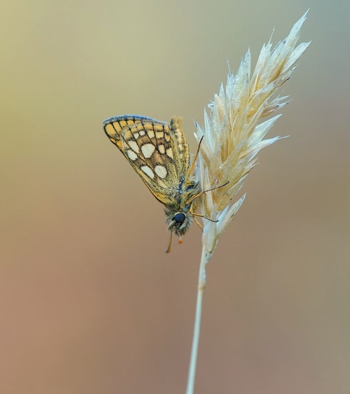Bont Dikkopje / Chequered Skipper