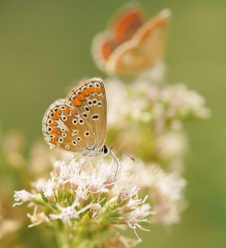 Bruin Blauwtje / Brown Argus