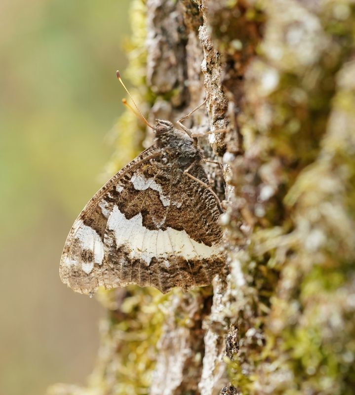 Witbandzandoog / Great Banded Grayling