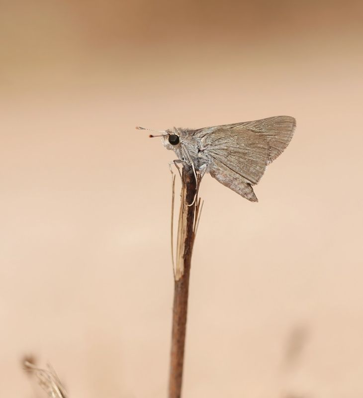 Groot Kustdikkopje / Mediterranean Skipper
