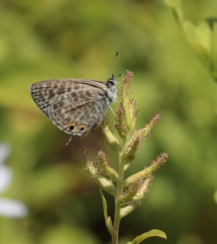 Klein Tijgerblauwtje / Langs Short-tailed Blue