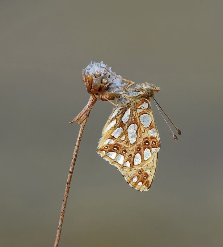 Kleine Parelmoervlinder / Queen of Spain Fritillary