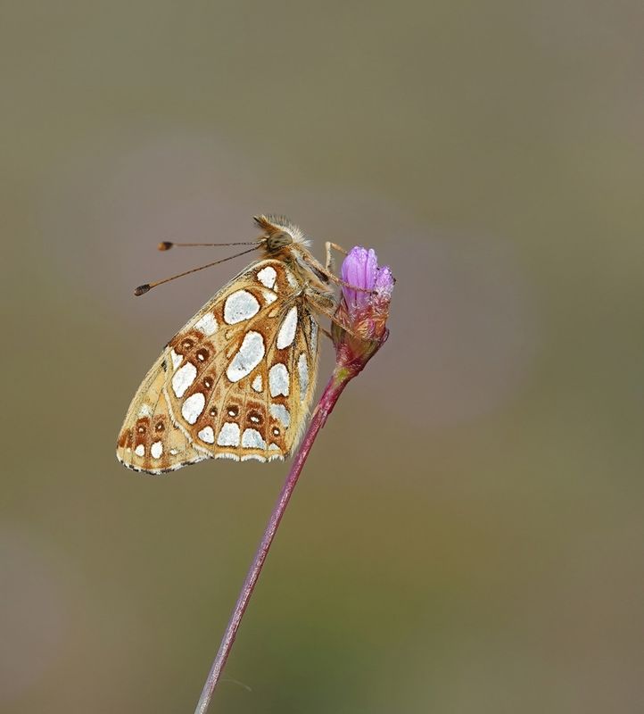 Kleine Parelmoervlinder / Queen of Spain Fritillary
