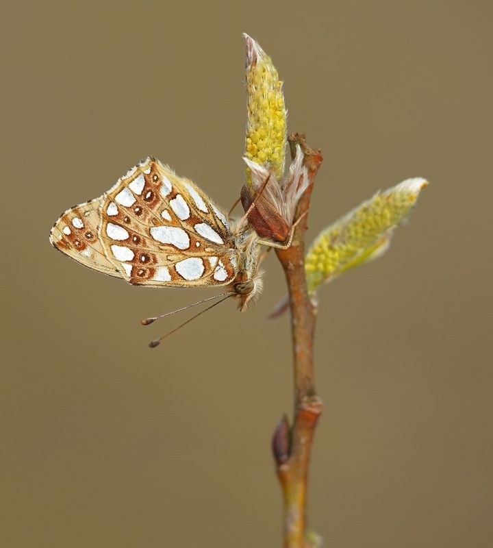 Kleine Parelmoervlinder / Queen of Spain Fritillary