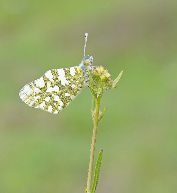 Oostelijk Marmerwitje / Eastern Dappled White