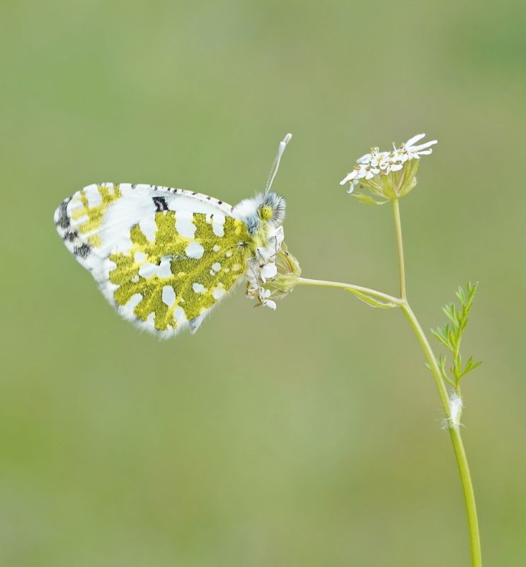 Oostelijk Marmerwitje / Eastern Dappled White