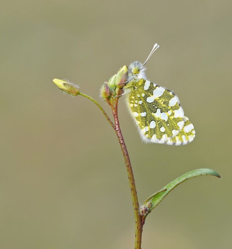 Oostelijk Marmerwitje / Eastern Dappled White