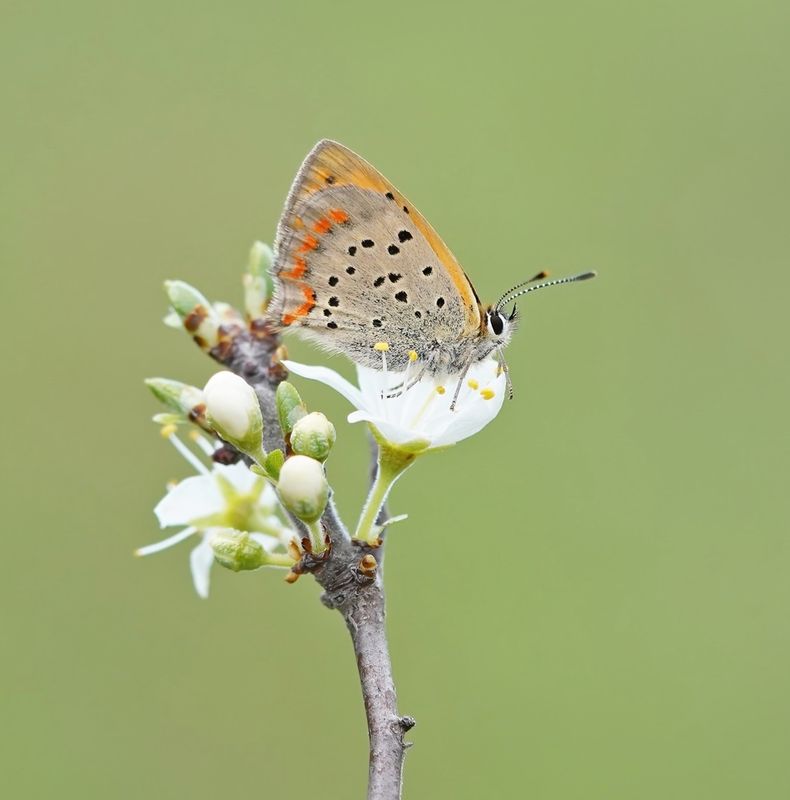 Griekse Vuurvlinder / Grecian Copper