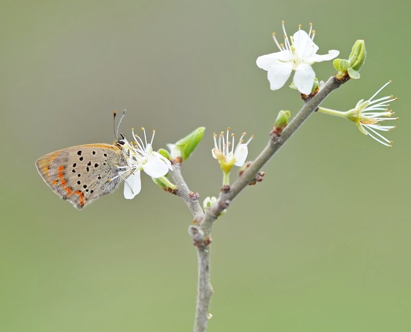 Griekse Vuurvlinder / Grecian Copper