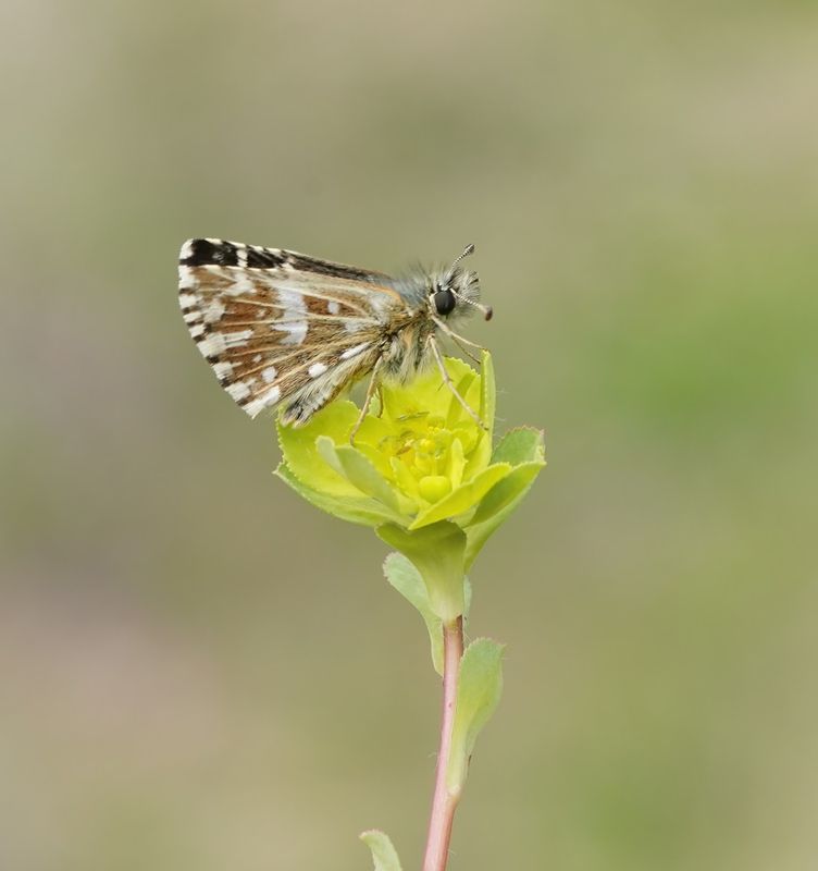 Aardbeivlinder / Grizzled Skipper