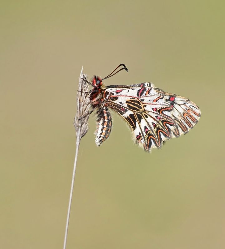 Zuidelijke Pijpbloemvlinder / Southern Festoon