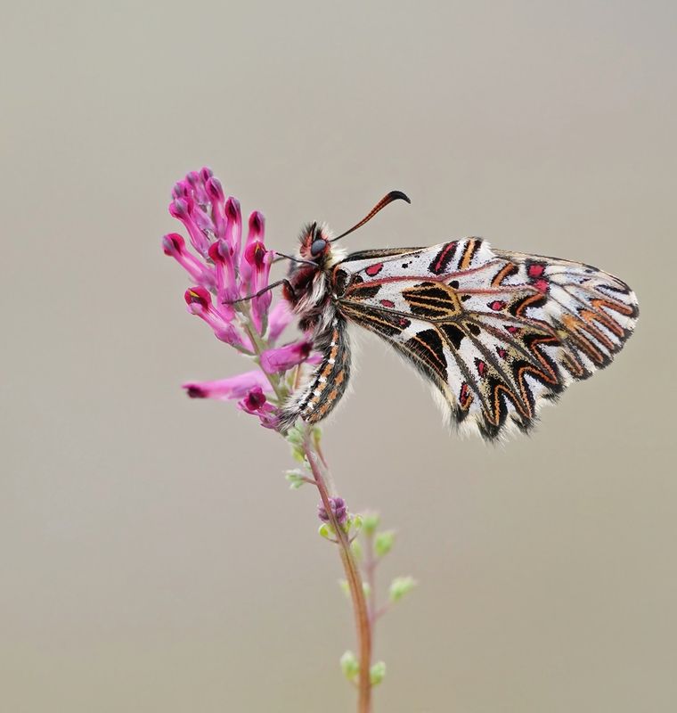 Zuidelijke Pijpbloemvlinder / Southern Festoon