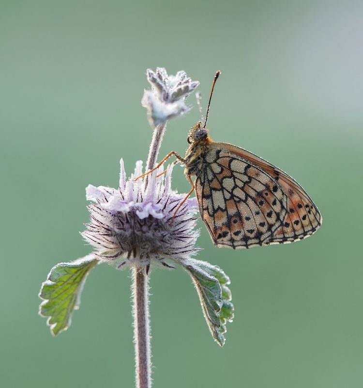 Dubbelstipparelmoervlinder / Twin-spot Fritillary