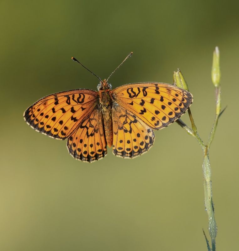 Dubbelstipparelmoervlinder / Twin-spot Fritillary