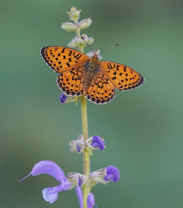 Dubbelstipparelmoervlinder / Twin-spot Fritillary