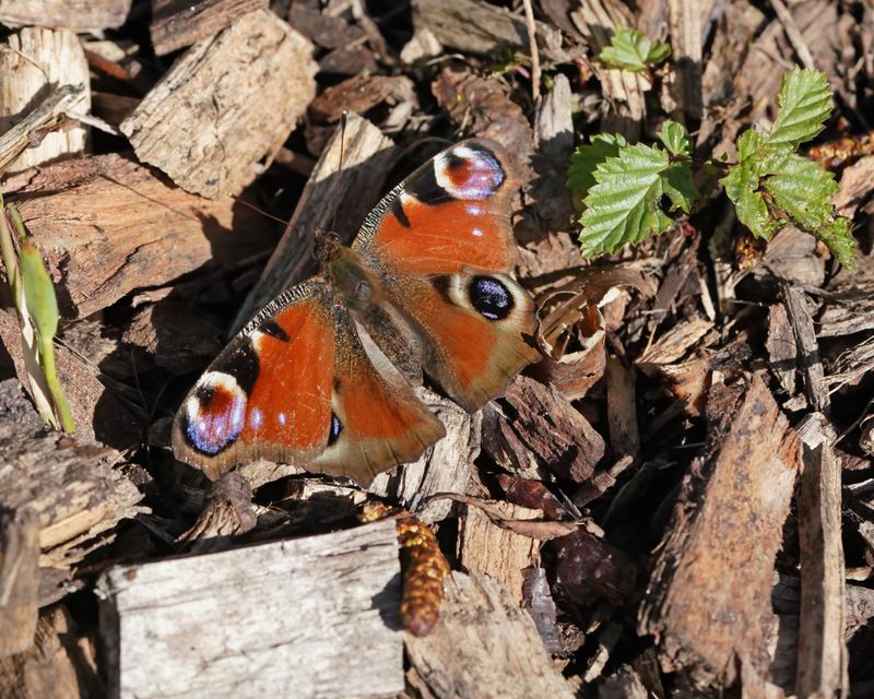 Dagpauwoog / Peacock Butterfly