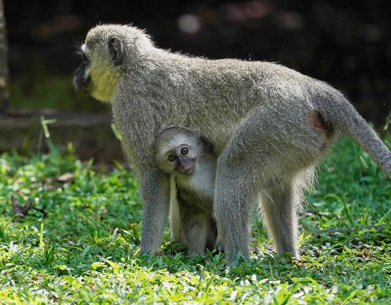 Blouaap / Vervet Monkey