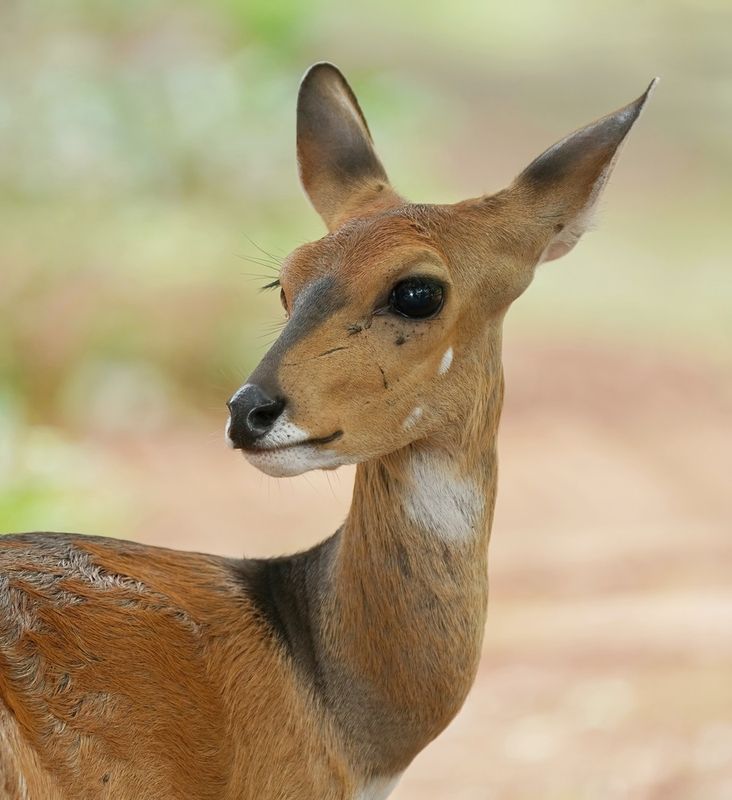 Bosbok / Bushbuck