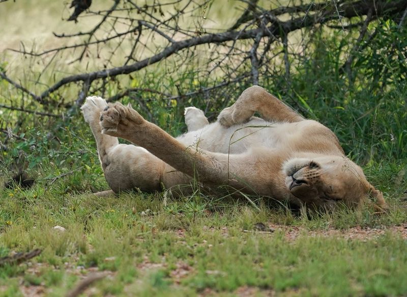 Leeu / Lion
