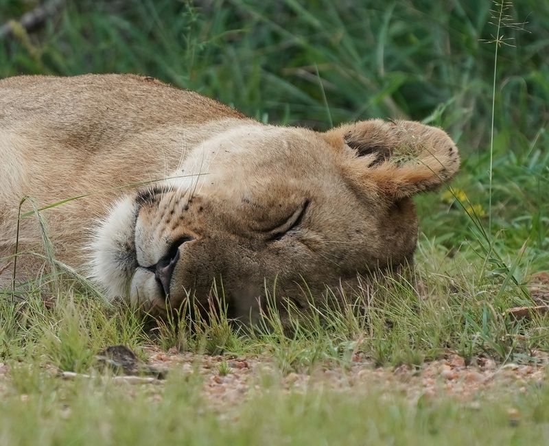 Leeu / Lion