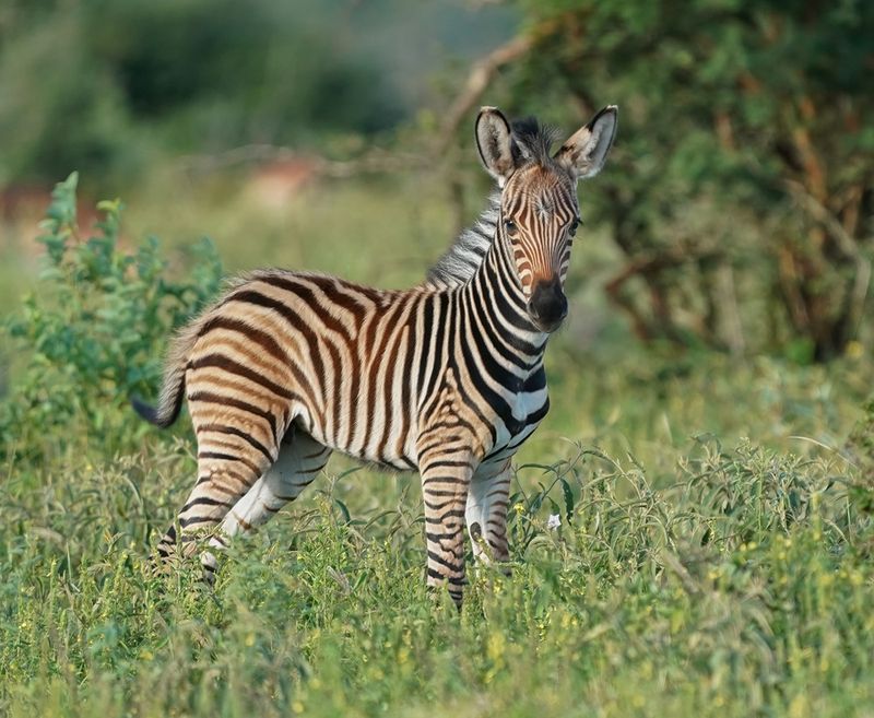 Sebra / Common Zebra