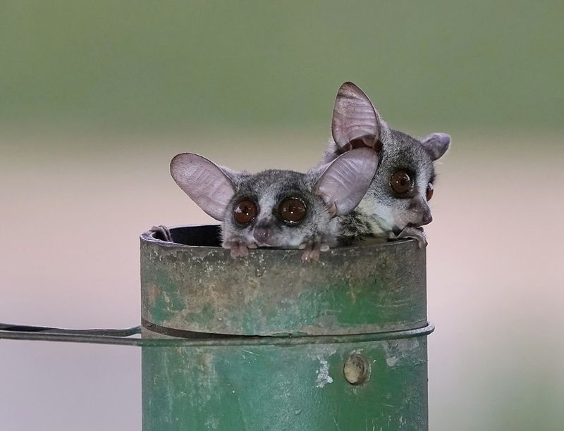 Nagapie / Lesser Bushbaby