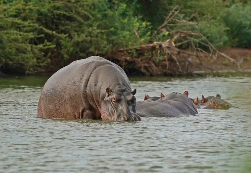 Seekoei / Hippo