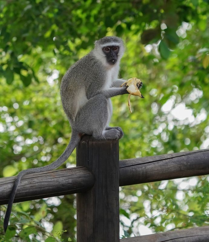 Blouaap / Vervet Monkey