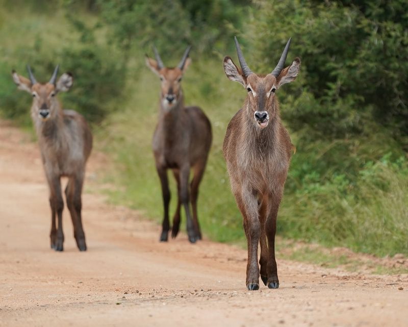Waterbok / Waterbuck