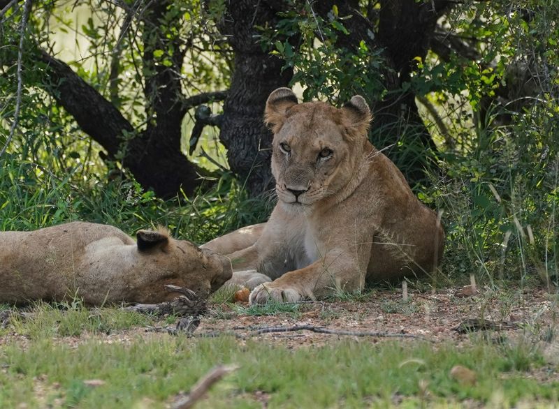 Leeu / Lion
