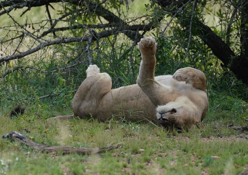 Leeu / Lion