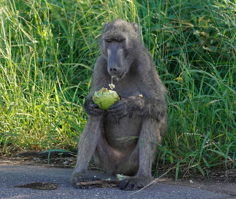 Kaapse bobbejaan / Cape Baboon