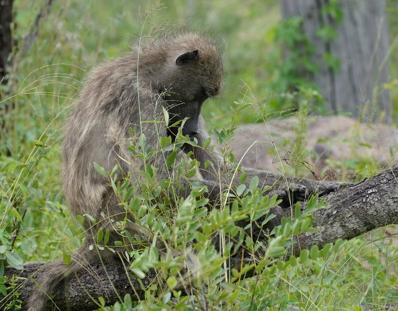 Kaapse bobbejaan / Cape Baboon