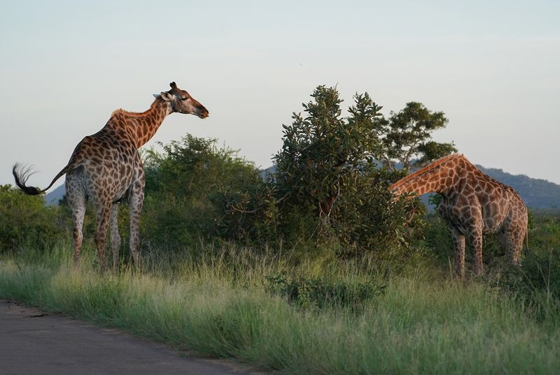 Kameelperd / Giraffe