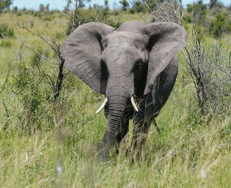 Savanne-olifant / African Elephant