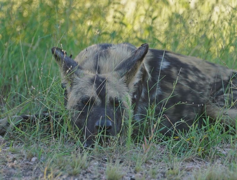 Wildehond / Wild Dog