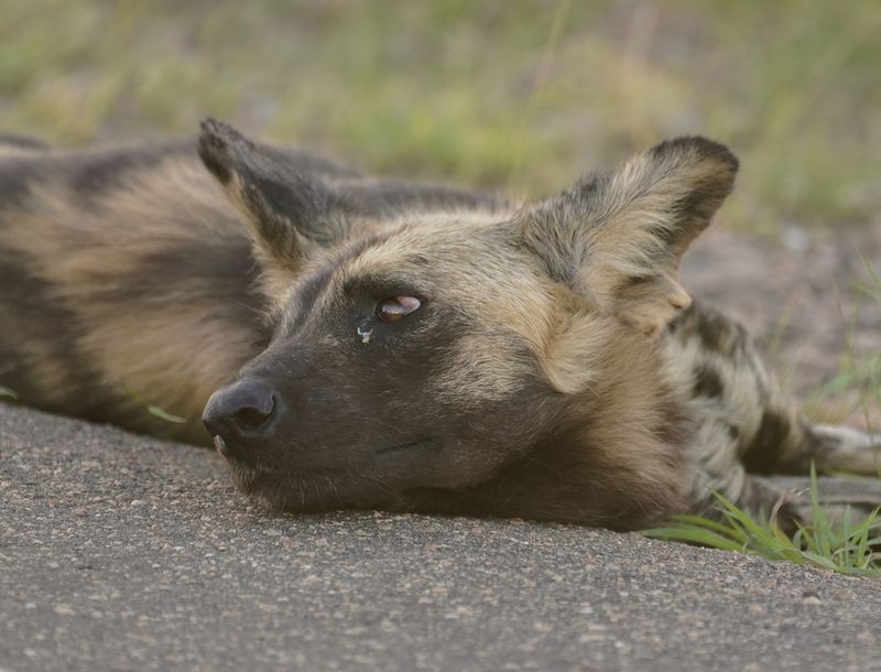 Wildehond / Wild Dog