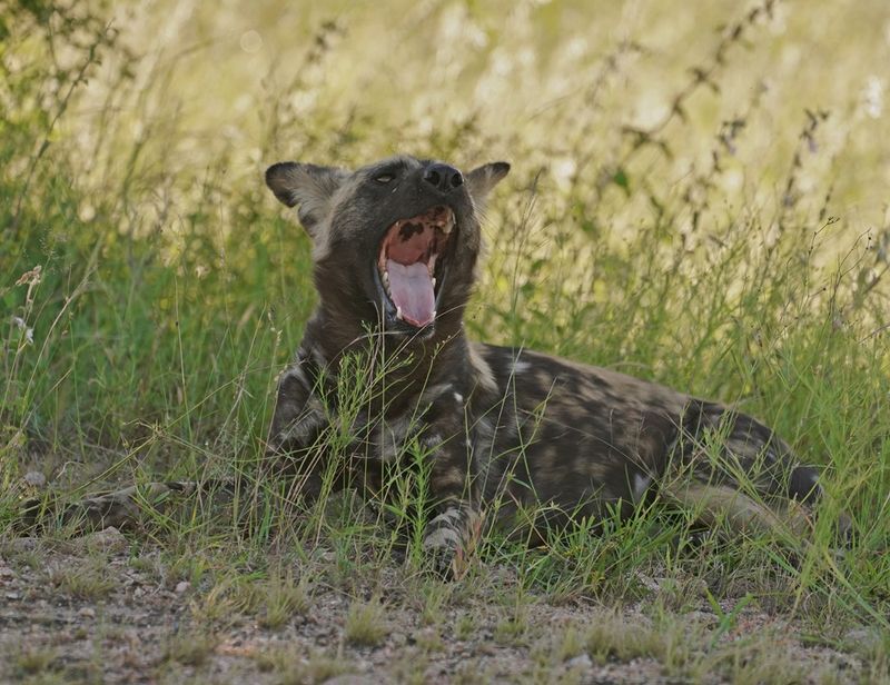 Wildehond / Wild Dog