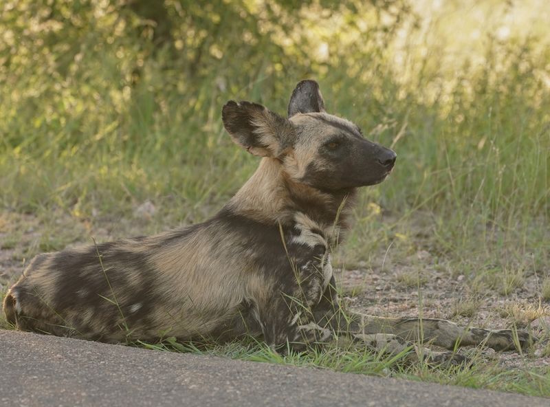 Wildehond / Wild Dog