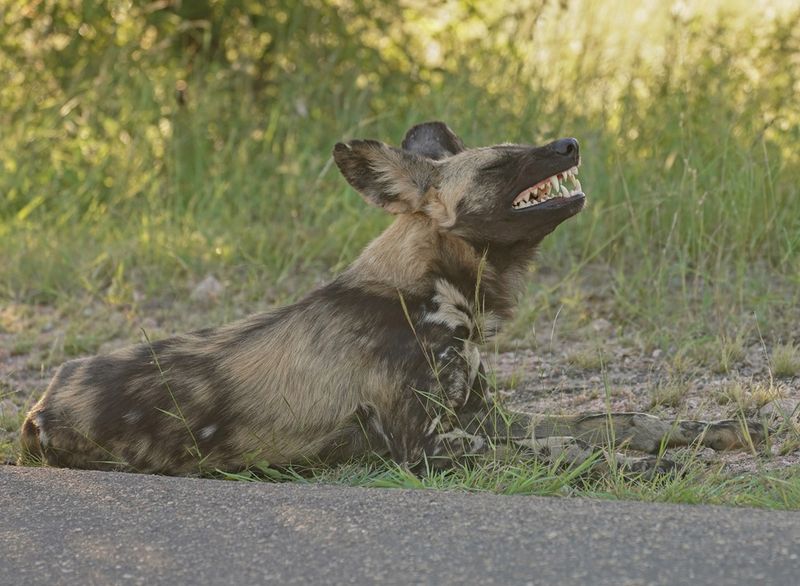 Wildehond / Wild Dog